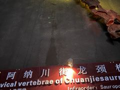 -世界恐龙谷景区