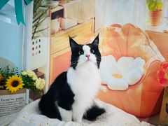 -爱洗澡的猫(望京店)