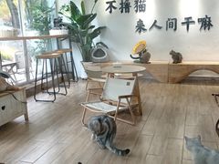 -李小姐の猫咖啡馆(五角场店)