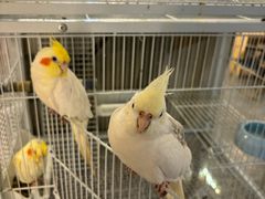 -吾叁·吉趣鸟咖(万科店)
