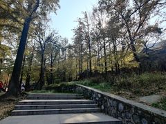 -阳台山自然风景区