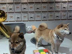 -柴务处·柴犬主题狗咖