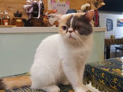 -平行世界·猫咖(首经贸店)