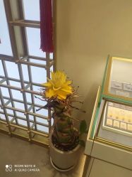 -结绳记(朝阳大悦城店)