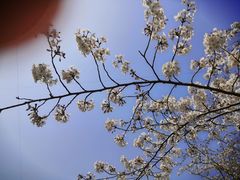 -顾村公园