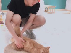 -飞行喵MR PILOT|猫舍·猫咖(静安大融城店)