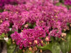 -花邻FloweringLife花艺气球派对(武康大楼店)