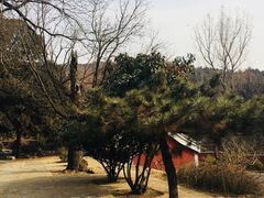 -泰山风景名胜区-普照寺