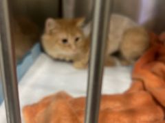 -艾吉宠物医院·疑难杂症转诊中心·猫友好(碧江路院)