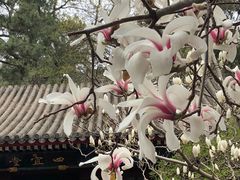 -大觉寺-停车场