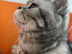 -纳吉亚猫专科动物诊疗中心(蒋宅口分院)