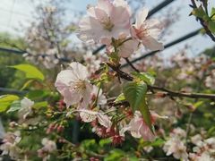 -水果立方果然鲜(升平路店)