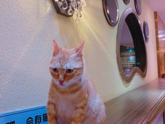 -more than meow吴止猫主题餐厅(承德 中船汇店)