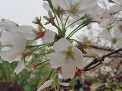 -武汉大学-樱园