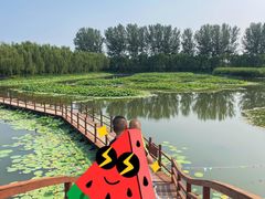 -白洋淀景区