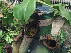 -国家植物园南园