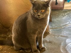 -猫猫幼稚园·撸猫·桌游·电玩