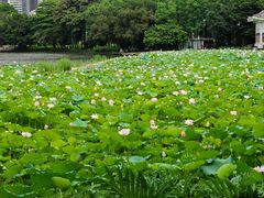 -荔湾湖公园