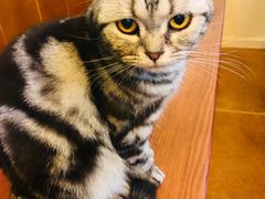 -李小姐の猫咖啡馆(五角场店)