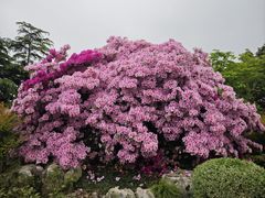-上海鲜花港