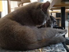 -平行世界·猫咖(首经贸店)