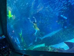 -海合安成都极地海洋公园