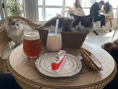 -共舞时光猫咖·狗咖(新街口店)