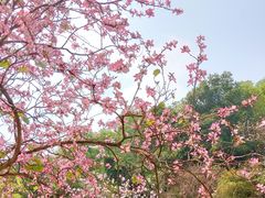 -火炉山森林公园