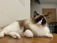 -有猫主题·治愈系猫咖(曾厝垵店)