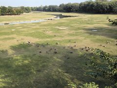 -北京麋鹿生态实验中心