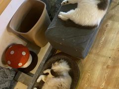 -白兔子密室(长寿路店)