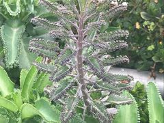 -南通洲际绿博园