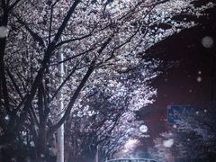 -高东镇樱花园
