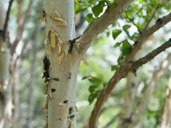 -白草畔自然风景区