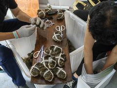 -阳澄湖大闸蟹·琼灵阁牌品牌连锁(吴中总店)
