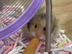 -Pets First伊珊娜洗护·精致美容·家庭式寄养(新会路店)