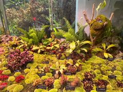 -中国科学院西双版纳热带植物园
