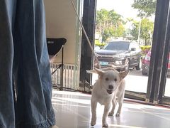 -乐琪宠物医院·犬猫专科·骨外科·急重症