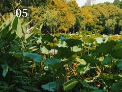 -陈家山荷花公园