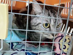 -美联众合动物医院(·中兽医·疑难杂症·严家桥分院)