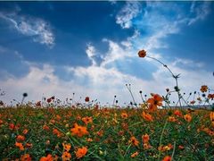 -合肥滨湖国家森林公园