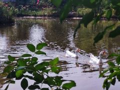 -鹅湖玫瑰文化园