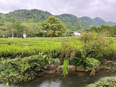 -中国茶叶博物馆(双峰馆区)