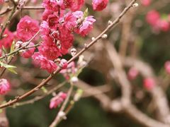 -桃花涧