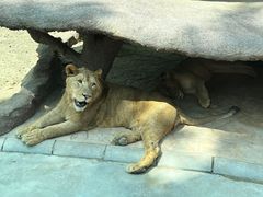 -北京野生动物园