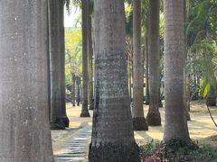 -金花茶公园