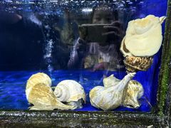 -小海豚•老字号海鲜餐厅(天涯店)