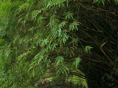 -棠湖公园