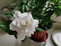 -双季花艺园艺市场(浦东店)