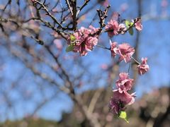 -苏州太湖西山岛开心农场